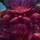 Ornn
