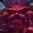 Ornn