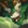 Alistar