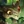 Gnar