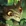 Gnar