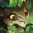 Gnar