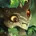 Gnar