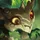 Gnar