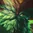 Ornn