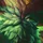 Ornn