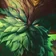 Ornn