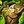 Warmogs Armor